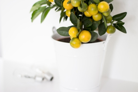 Citrus plant - Coco Lapine